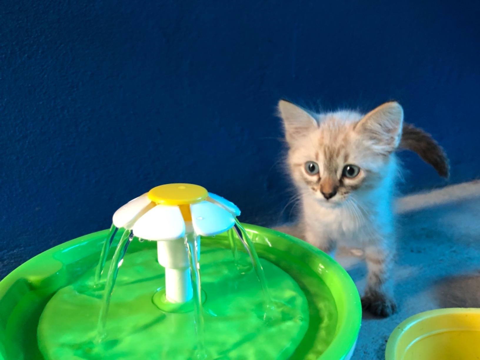 Fuente de agua automática mascotas