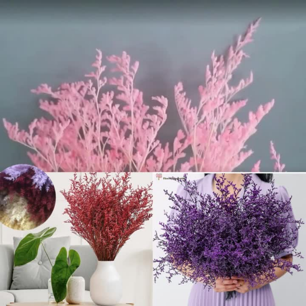Hierba Amor Natural