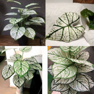 Árbol Tropical Caladium Cod. 19375-33