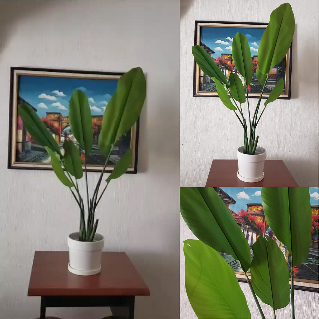 Palmera Mediana Pájaro Del Paraíso