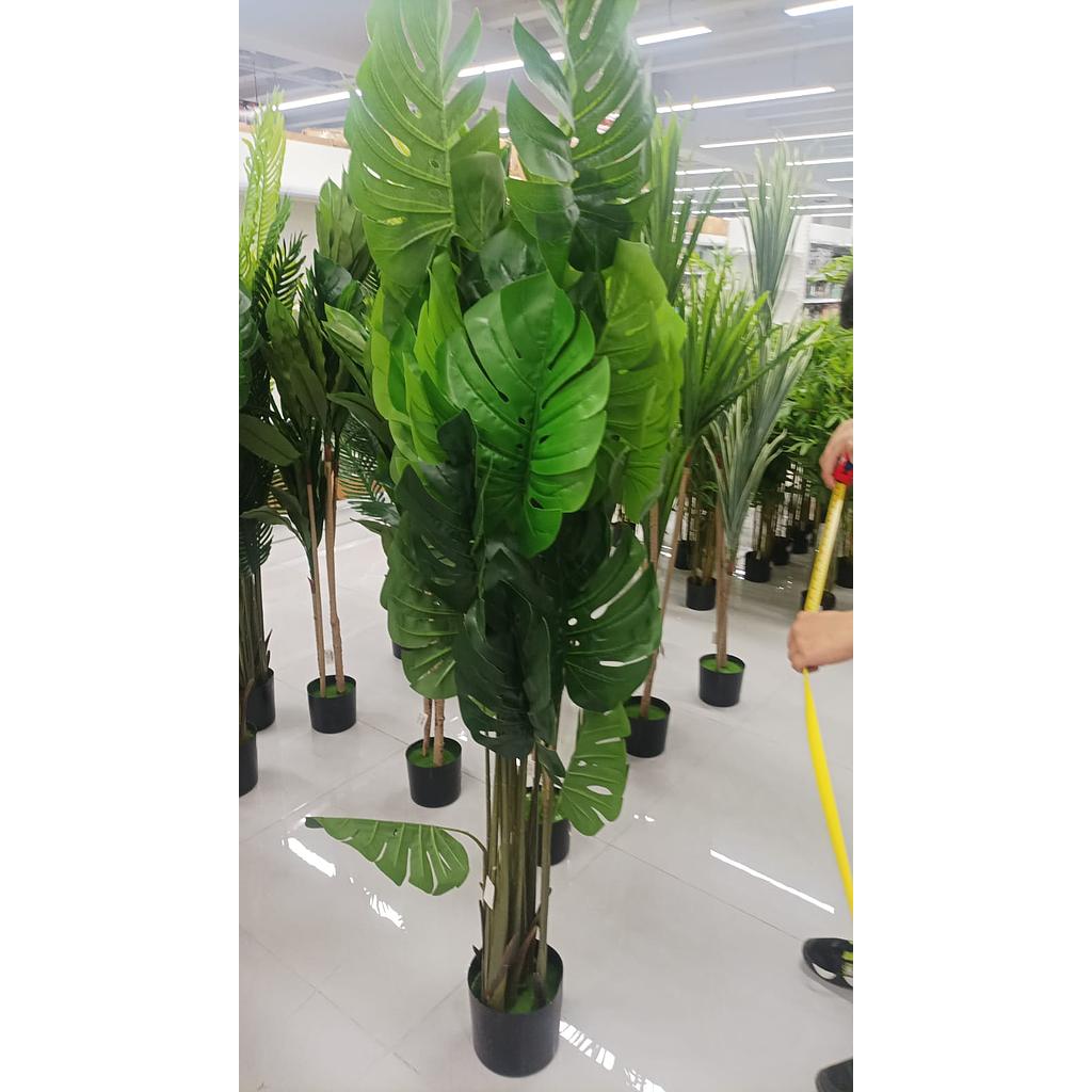 Planta de Mostera Deliciosa Gigante