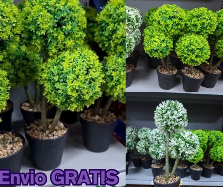 🌳Bonsái Doble🌳
