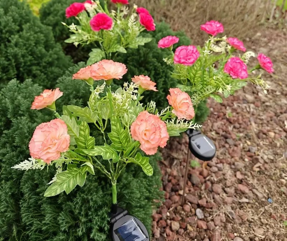 🌺Clavel Solar para Jardín🌺