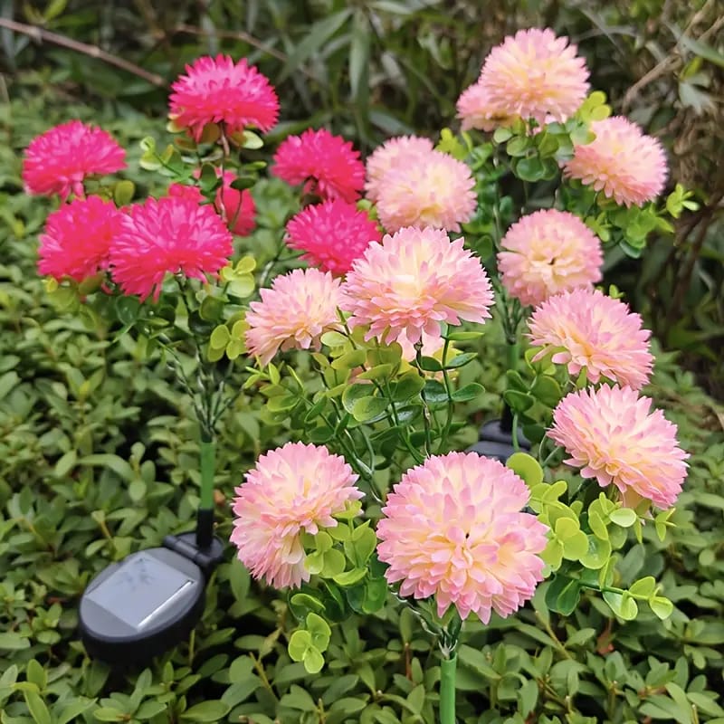 Crisantemos Solares para Jardín