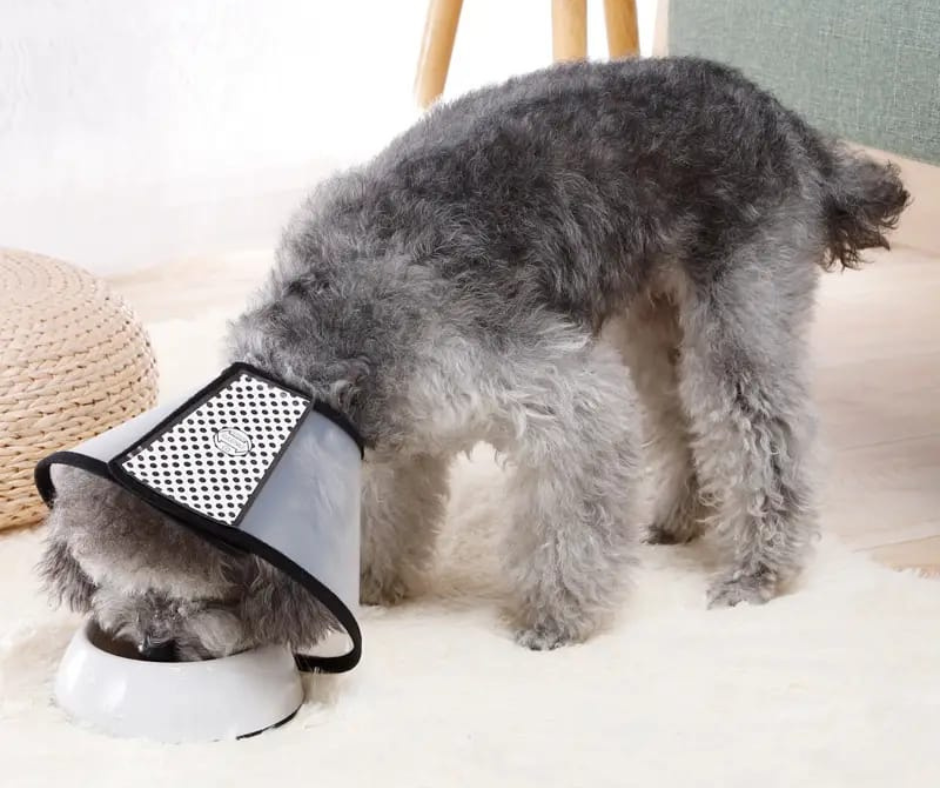 🐕Cono de Protección para Mascotas😸