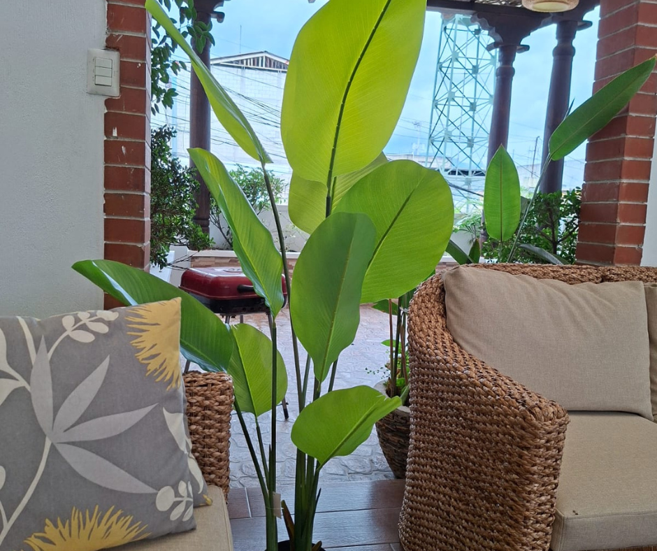 🌳Planta Paraíso Tropical 🌳