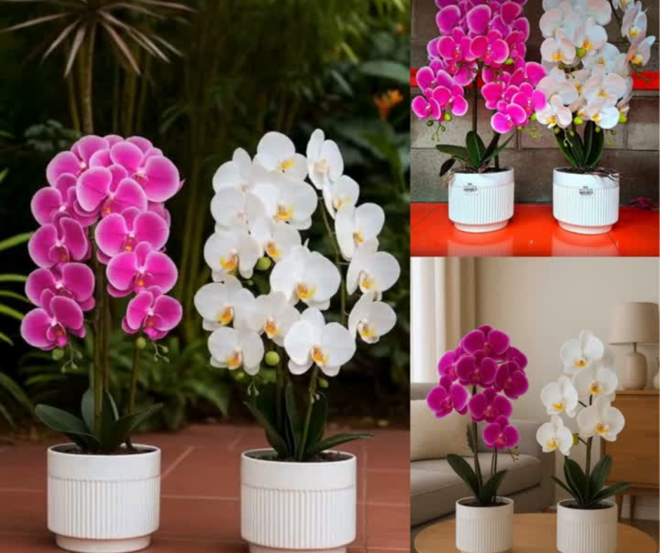 🌺Orquídea Eterna🌺