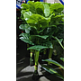 Planta Artificial Oreja de Elefante