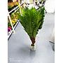 Palmera Tropical Artificial