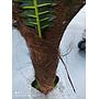 Palmera Tropical Artificial