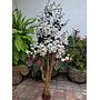 Árbol Flor De Melocotón