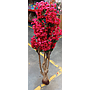 Árbol Flor De Melocotón