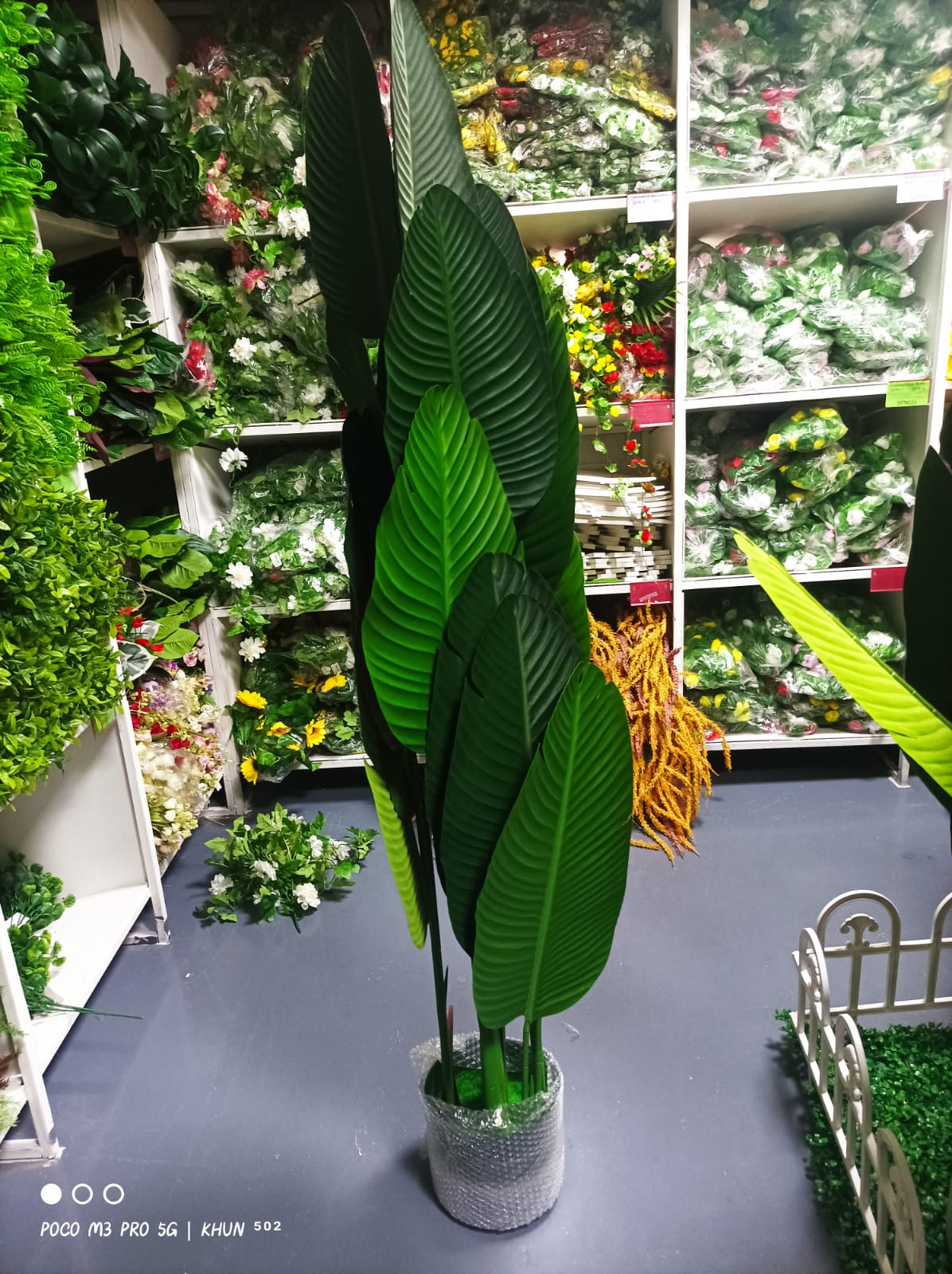 🌳Planta Pájaro Del Paraíso 🌳