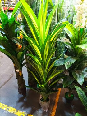 Dracaena Artificial Cod. 19375-6