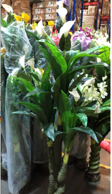 Planta Lirio de Paz Cod. 10375-21