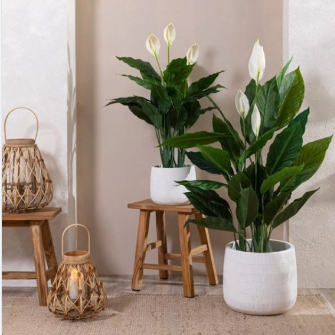 Planta Lirio de Paz Cod. 10375-21