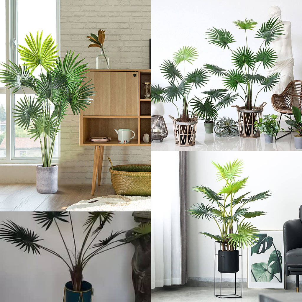 Palmera Livistona