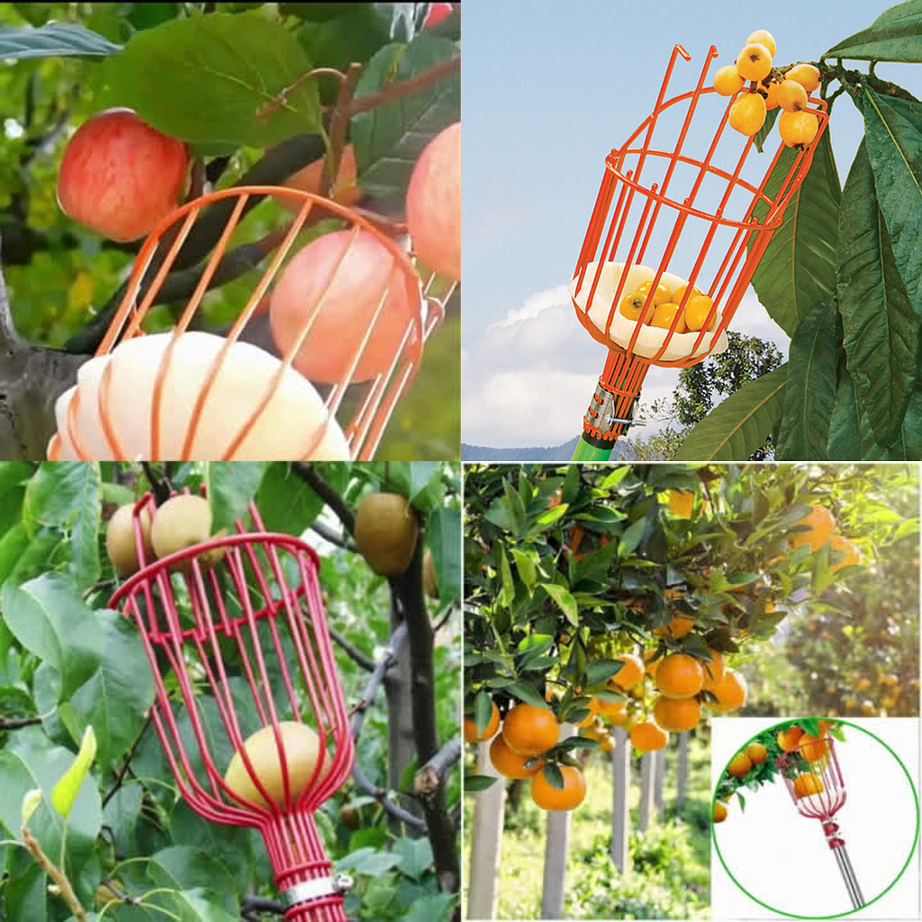 Recolector De Frutas