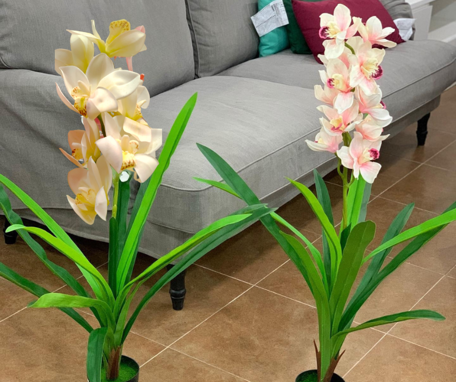 🎋Planta Orquídea Eterna🎋