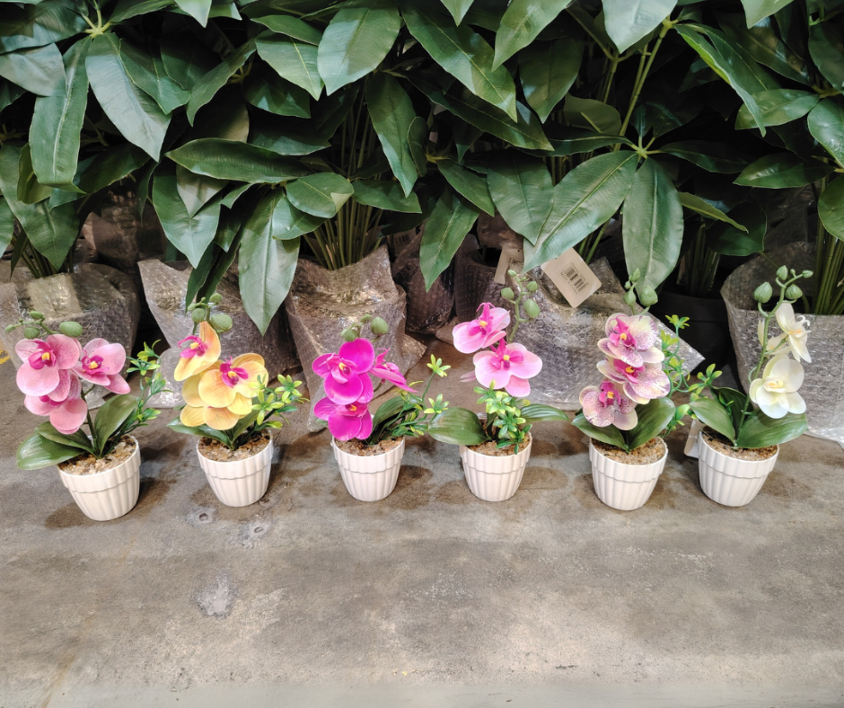 🌺Orquídeas Bloom 🌺