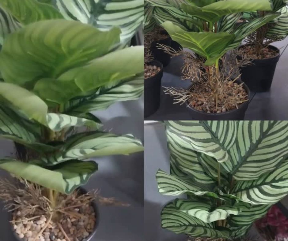 🪴Maceta Calathea Artificial🪴