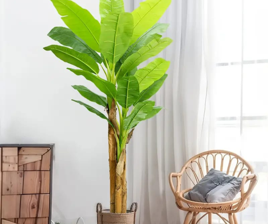 🏠Árbol de Plátano🏠