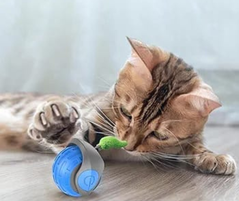 🐶Rolling Balls🐈