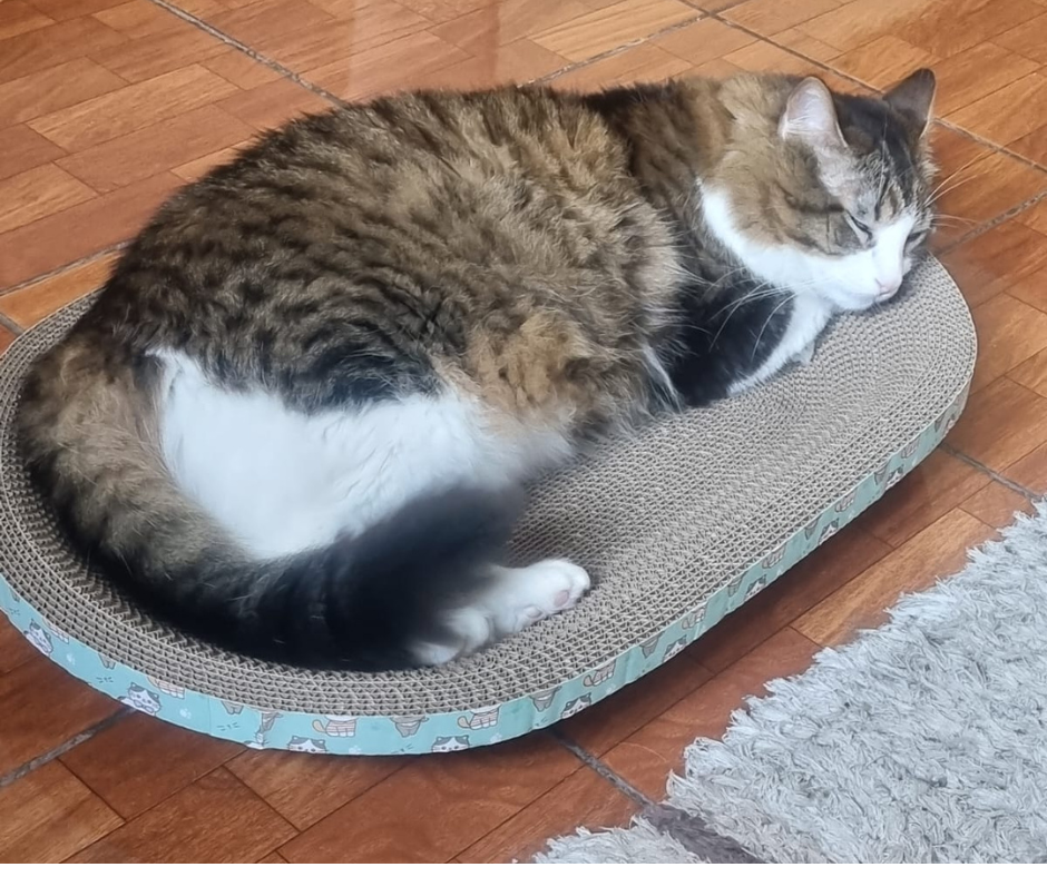 😺Rascador Ovalado para Gatos😺