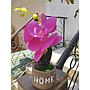 Orquideas Artificiales