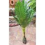 Hoja De Palmera Cod. 19375-3