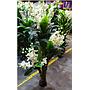 Árbol de Peonia Cod. 79375-20