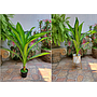 Dracaena Artificial Cod. 19375-6
