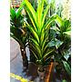 Dracaena Artificial Cod. 19375-6