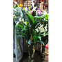 Planta Lirio de Paz Cod. 10375-21